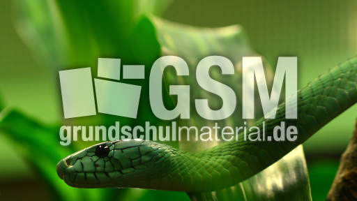 Grüne Mamba (5).jpg
